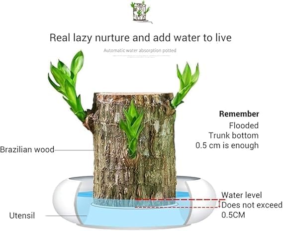 Brazilian Lucky Wood, Mini Home Plant Decorations